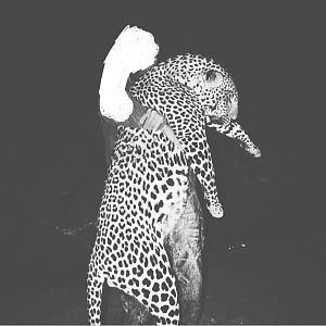 Leopard Hunting India