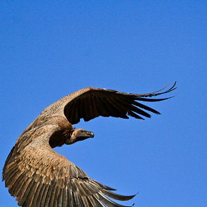 Cape Vulture in South Africa