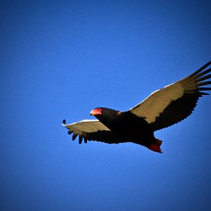 Bateleur Eagle in South Africa