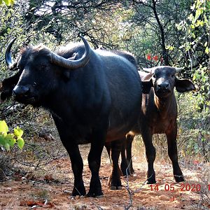 Buffalo, South Africa