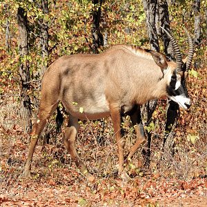 Roan, South Africa