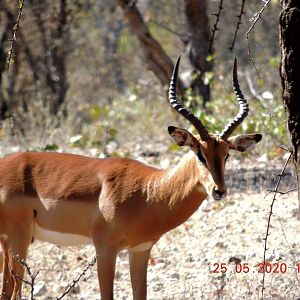 Impala, South Africa