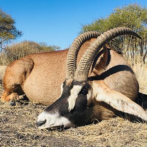 Hunting Roan in South Africa