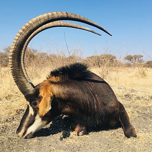 Sable Antelope Hunt South Africa