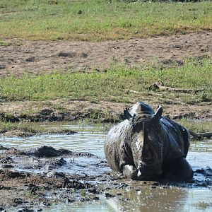 White Rhino in South Africa