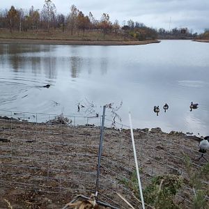 USA Bird Hunt