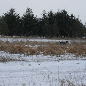 Canada Bird Hunting