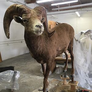 Desert Bighorn Sheep Process Photos