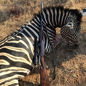 Hunt Burchell's Plain Zebra