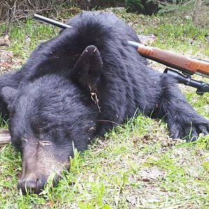 Hunt Bear in British Columbia Canada