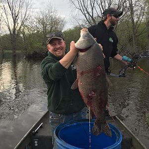 Bowfishing Carp in USA