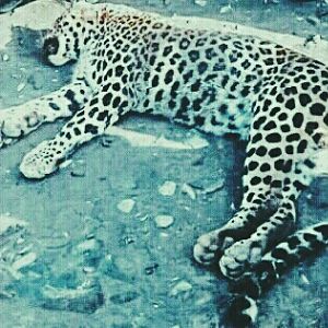 Leopard Hunting India