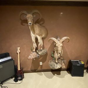 Half Body Aoudad Mount Taxidermy