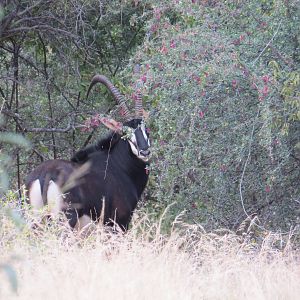 Sable Antelope South Africa