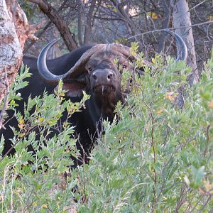 Cape Buffalo South Africa