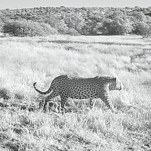 Big old tom roaming early morning