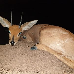 Hunt Steenbok in South Africa