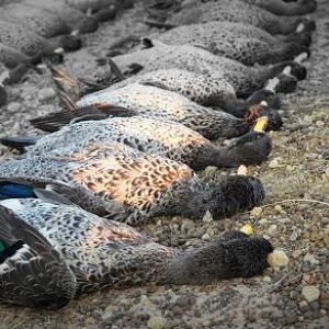 Yellow billed Duck Hunting South Africa