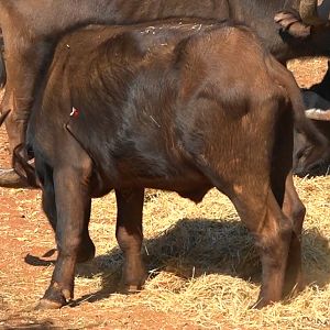 Bow Hunt Buffalo in South Africa