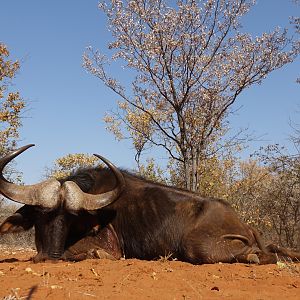 South Africa Bow Hunt Cape Buffalo