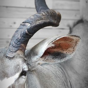 Kudu Wall Pedestal Mount Taxidermy