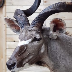 Kudu Wall Pedestal Mount Taxidermy