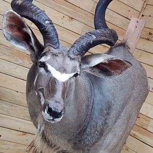 Kudu Wall Pedestal Mount Taxidermy