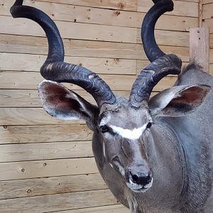 Kudu Wall Pedestal Mount Taxidermy