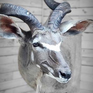 Kudu Wall Pedestal Mount Taxidermy