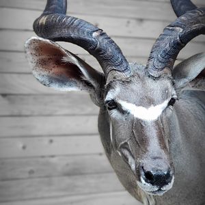 Kudu Wall Pedestal Mount Taxidermy