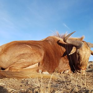 South Africa Hunting Golden Wildebeest