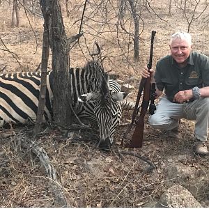 Hunt Burchell's Plain Zebra in Zimbabwe