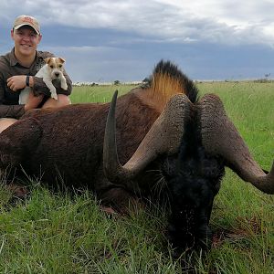 Black Wildebeest Hunting South Africa