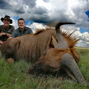 Golden Wildebeest Hunt South Africa