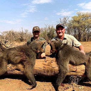 Baboon Hunting South Africa