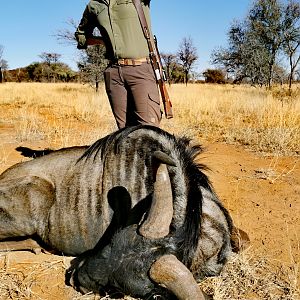 Hunting Blue Wildebeest in South Africa