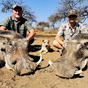 South Africa Hunting Warthog