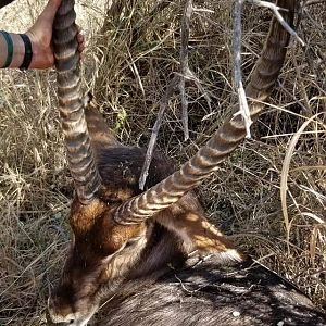 Hunting Waterbuck in South Africa