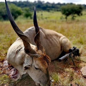 South Africa Hunt Eland