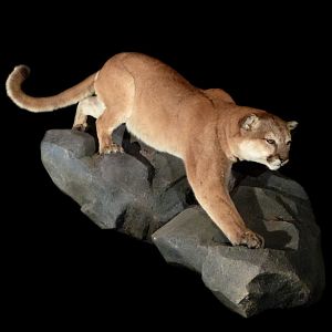 Mountain Lion Full Mount Taxidermy