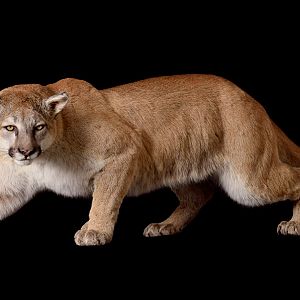 Mountain Lion Full Mount Taxidermy