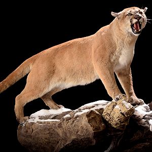 Mountain Lion Full Mount Taxidermy