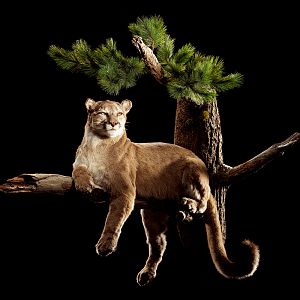 Mountain Lion Full Mount Taxidermy