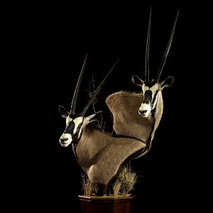 Gemsbok Double Pedestal Mount Taxidermy