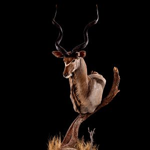 Kudu Pedestal Mount Taxidermy