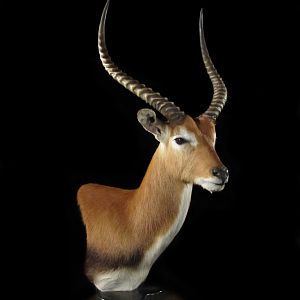 Lechwe Pedestal Mount Taxidermy