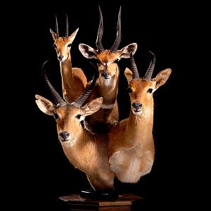 Oribi, Bushbuck, Reedbuck & Mountain Reedbuck Pedestal Mount Taxidermy