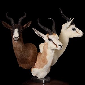 Black, Common & White Springbok Combo Pedestal Mount Taxidermy