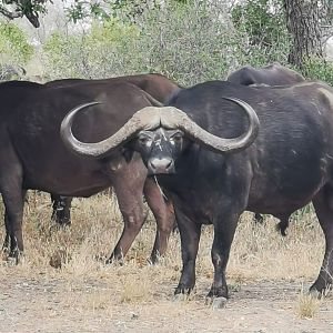 Buffalo South Africa