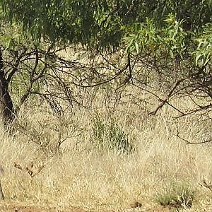 Warthog in South Africa